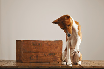 Cute basenji dog raising his paw while playing next to a brown old wine box in a studio with white walls