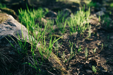 The ground with grass and stone, shallow Depth of Field.