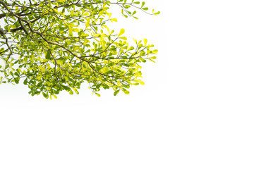 Obraz premium Green leaf isolated