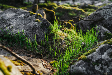 The ground with grass and stone, shallow Depth of Field.
