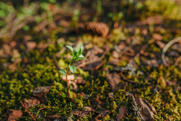 Beautiful plant among green grass in forest