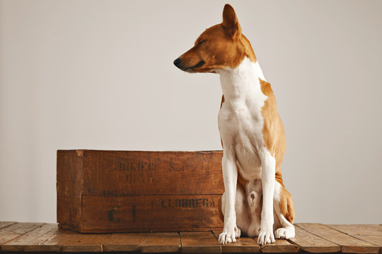 Bored sleepy brown and white basenji dog with eyes closed sitting next to a rustic brown wine crate in a studio with white walls