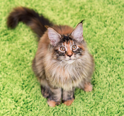 Fluffy tortoiseshell kitty sitting on a green carpet. Portrait of domestic Maine Coon kitten, top view point. Playful beautiful young cat looking upwards.