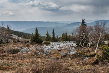 Ural Taiga Coniferous spring wild forest
