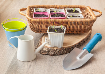 Seedlings of flowers in plastic pots in a wicker tray