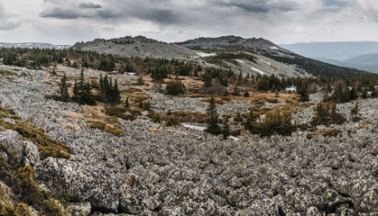 Spring trees in the forest and snow-covered mountain in the distance.