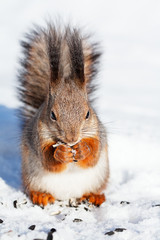 red squirrel in winter