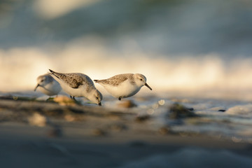 Sanderlinge im Morgenlicht am Strand