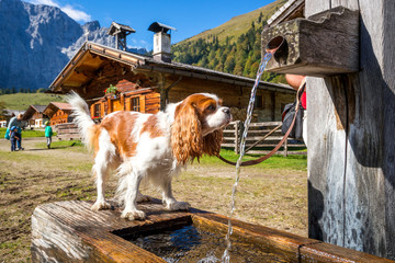 Hund in den Alpen beim Wandern  © Sina Ettmer