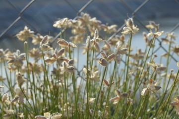 Obraz premium pequeñas flores blancas 