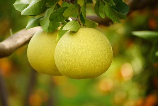 Ripe pomelo fruits hang on the trees in the citrus garden. Harvest of tropical pomelo in orchard. Pomelo is the traditional new year food in China, it gives luck. Agricultural food background