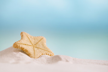 Fototapeta na wymiar deepwater rare starfish with ocean , beach and seascape