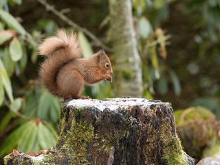 Red Squirrel