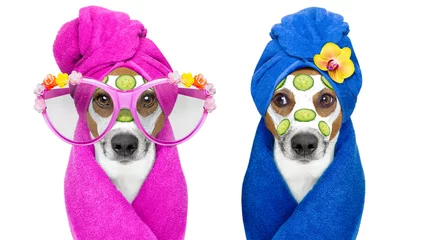 Papier Peint photo Chien fou dogs with a beauty mask wellness spa
