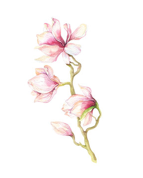 Watercolor Painting Magnolia blossom flower wallpaper decoration