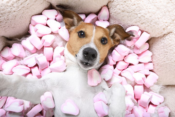dog love  valentines selfie