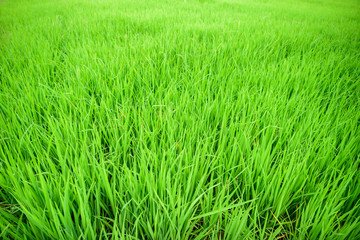 Paddy field