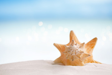 Fototapeta na wymiar cuban sea shell on white Florida beach sand under the sun light