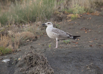 seagull waiting on beach