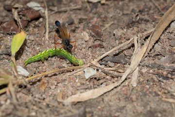 .Insects are catching worms to eat.