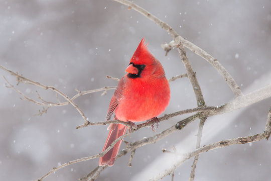 Northern Cardinal perched on a branch in winter snowfall in Canada
