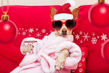 Papier Peint photo Lavable Chien fou chien spa bien-être noël vacances