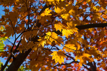Autumn leaves in Japan