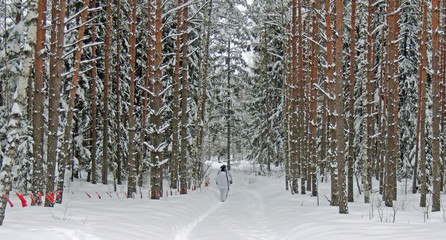 Fototapeta premium Wolf hunting with flags......