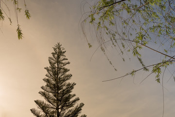 Christmas pine trees.