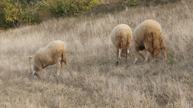 In nature feeding different sheep group 4K 2160p 30fps UltraHD footage - Mixed white and black color flock of domesticated mammal Ovis aries in the field 3840X2160 UHD video 