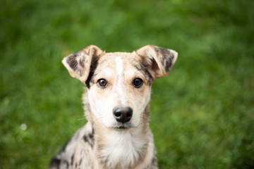 Young brown mix-dog lying on the grass at huge garden (color ton