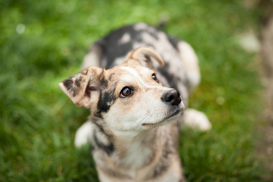 Young brown mix-dog lying on the grass at huge garden (color ton