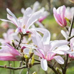 Magnolia flowers on a branch