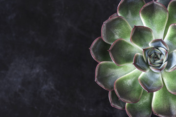 Fototapeta close up view of symmetry succulent plant on black desk  obraz
