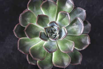 close up view of symmetry succulent plant on black desk 