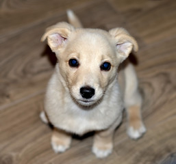sitting white dog puppy pet portrait front head view
