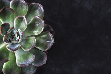 close up view of symmetry succulent plant on black desk 