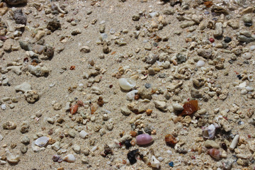 Sea shells on sand. Summer beach background.