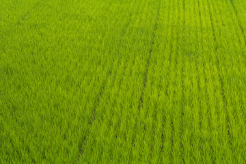 田園の緑　Rice field Japan of the fresh green