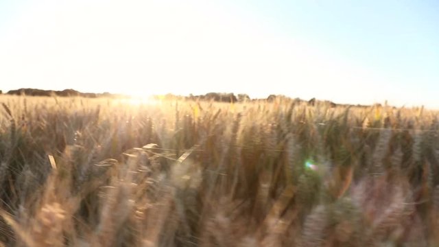 Tracking shot of wheat or barley field at sunset or sunrise