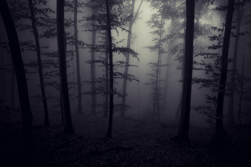 scary forest in fog at night