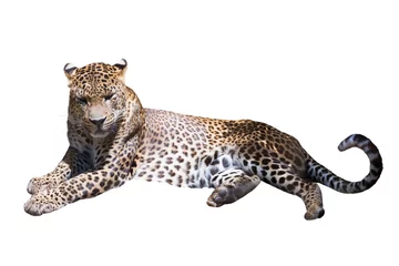 Abwaschbare Fototapete Panther wilder Leopard