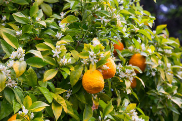 orange fruits in garden