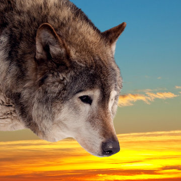 Head of wolf  against sunset