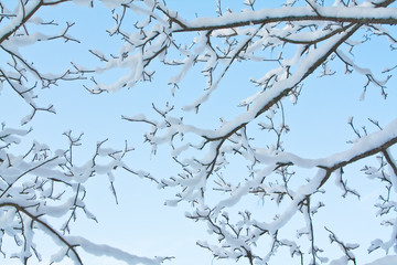 Winter branch