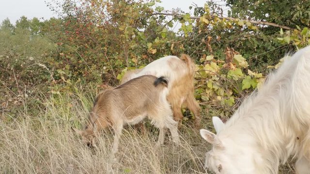 Goats in the field eating plants 4K 2160p 30fps UltraHD footage - Capra aegagrus hircus pair of domestic animals feeding in nature3840X2160 UHD video 