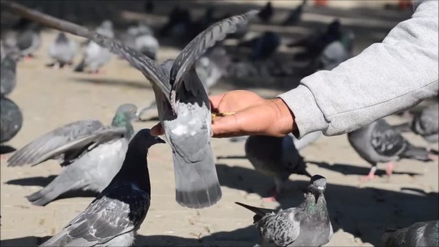 Pigeon eating food on a man's hand. 