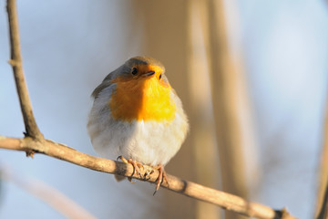Perching Robin in winter