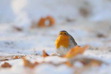 Wintering Robin walking in the snow