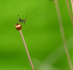 petite sauterelle sur un bouton de fleur